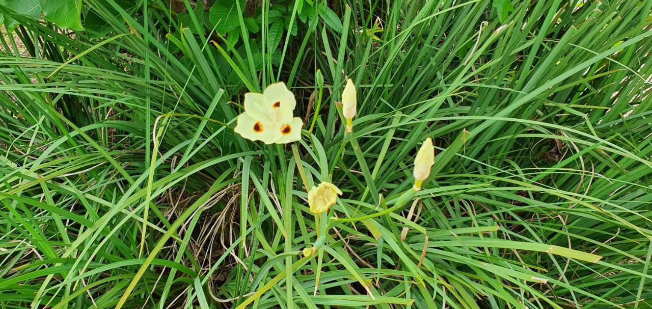 Pousada Charle Brown Garopaba Buitenkant foto